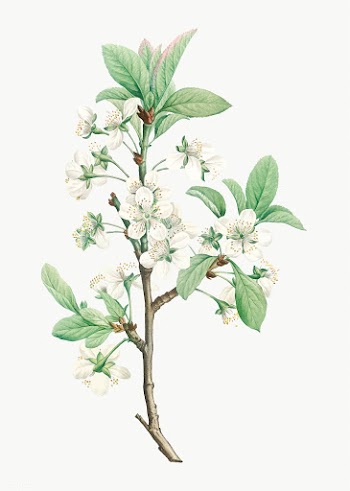 Plum tree in bloom | Free stock vector - 573922