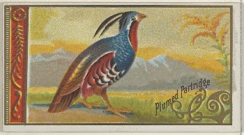 Plumed Partridge, from the Game | Free Photo - rawpixel