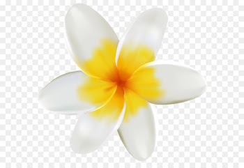 Plumeria PNG Clipart Image 