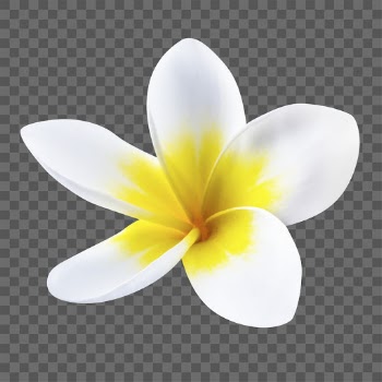 Plumeria png, flower sticker, transparent | Free PNG - rawpixel