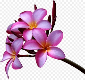 Plumeria rubra Plumeria alba Flower Desktop Wallpaper - frangipani 
