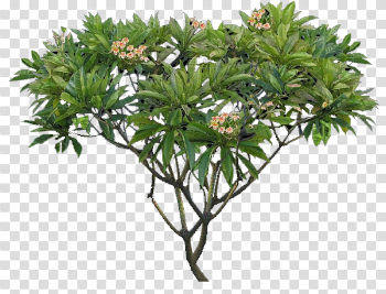 Plumeria Transparent Background