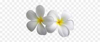 Plumeria Transparent Flowers Png Mightylinksfo - White Flower Png