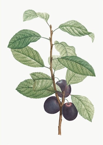 Plums on a branch | Free stock vector - 573909