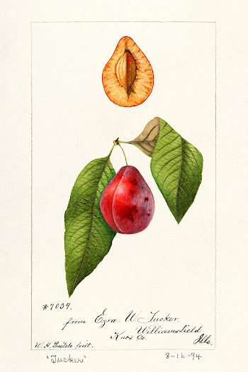 Plums (Prunus Domestica) (1894) by William Henry Prestele. Original fr.. | Free public domain illustration - 2270154