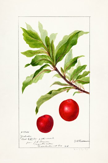 Plums (Prunus Domestica) (1895) by Deborah Griscom Passmore. Original .. | Free public domain illustration - 2262886