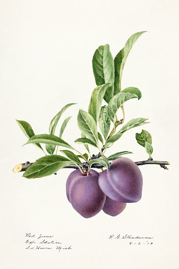 Plums (Prunus Domestica) (1919) by Royal Charles Steadman. Original fr.. | Free public domain illustration - 2258329
