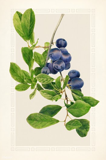 Plums (Prunus Domestica) (1930) by Royal Charles Steadman. Original fr.. | Free public domain illustration - 2256285