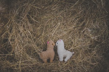 Plush alpacas