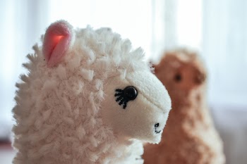 Plush alpacas 2