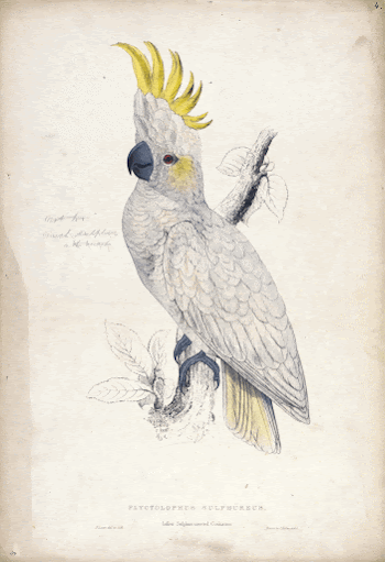 Plyctolophus Sulphureus, Lesser Sulphur-crested Cockatoo | Free Photo - rawpixel