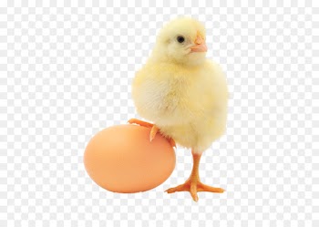 Plymouth Rock chicken Chicken or the egg Organic food Organic egg production - Chicken eggs 