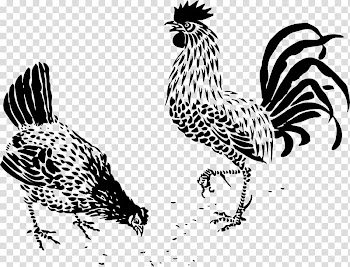 Plymouth Rock chicken Drawing Line art Rooster, hen transparent background PNG clipart