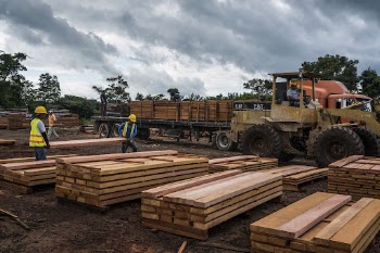 Plywood local sawmill, Carmelita, Guatemala, | Free Photo - rawpixel