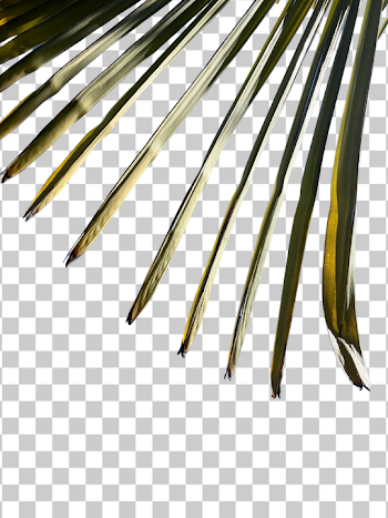 PNG Abstract Close-Up of Palm Leaf Fronds