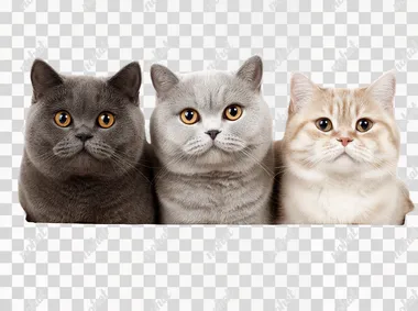 PNG Adorable British Shorthair Cats in a Row PNG Adorable British Shorthair Cats in a Row
