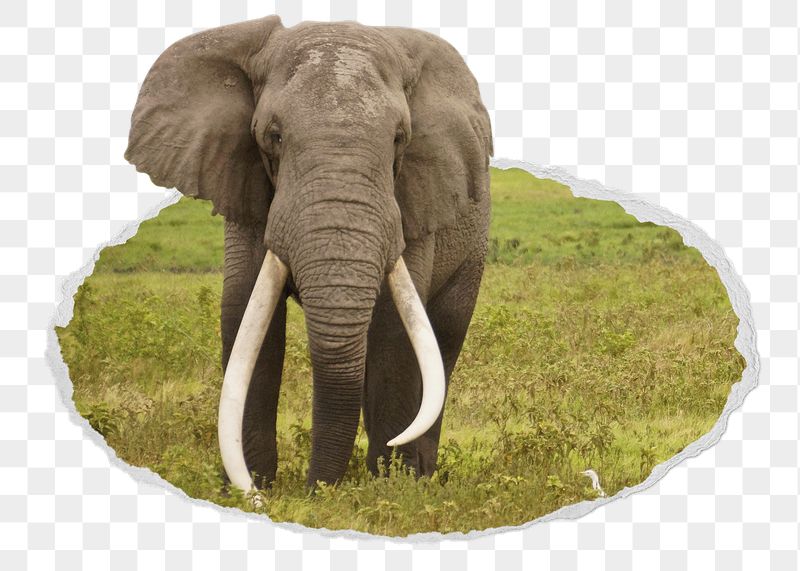 Png African bush elephant sticker, | Free PNG - rawpixel
