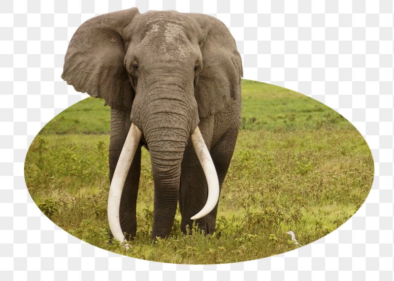Png African bush elephant sticker, | Free PNG - rawpixel