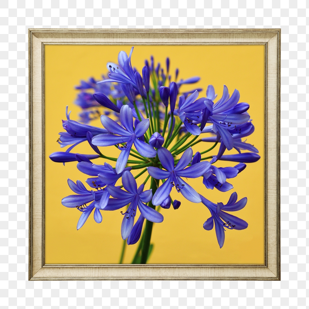 Png African lily flower framed | Free PNG - rawpixel