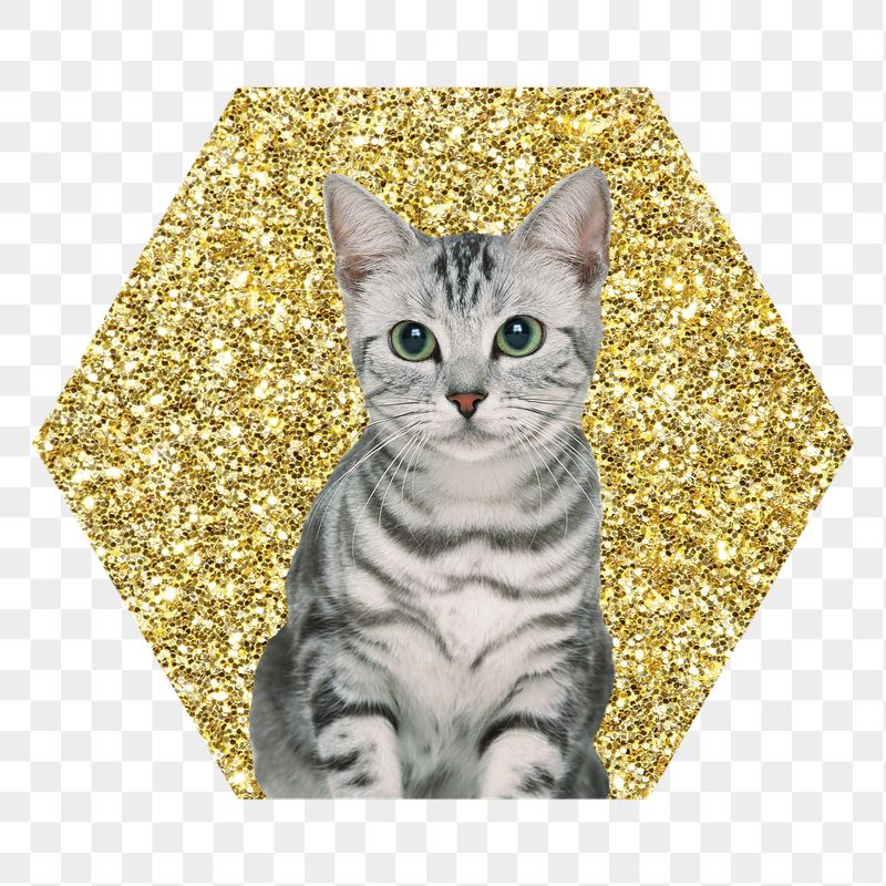 Png American shorthair cat badge | Free PNG - rawpixel