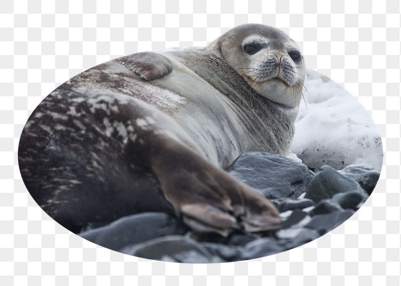 Png Antarctic fur seal badge | Free PNG - rawpixel