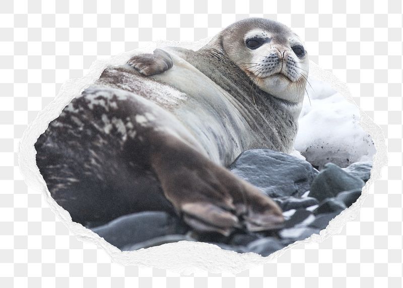 Png Antarctic fur seal sticker, | Free PNG - rawpixel