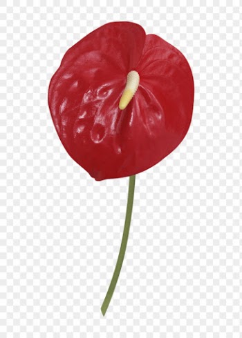 PNG anthurium, red flower sticker, | Free PNG - rawpixel