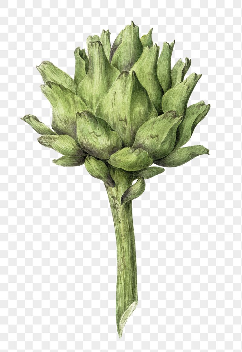 Png artichoke sticker, vintage illustration, | Free PNG - rawpixel