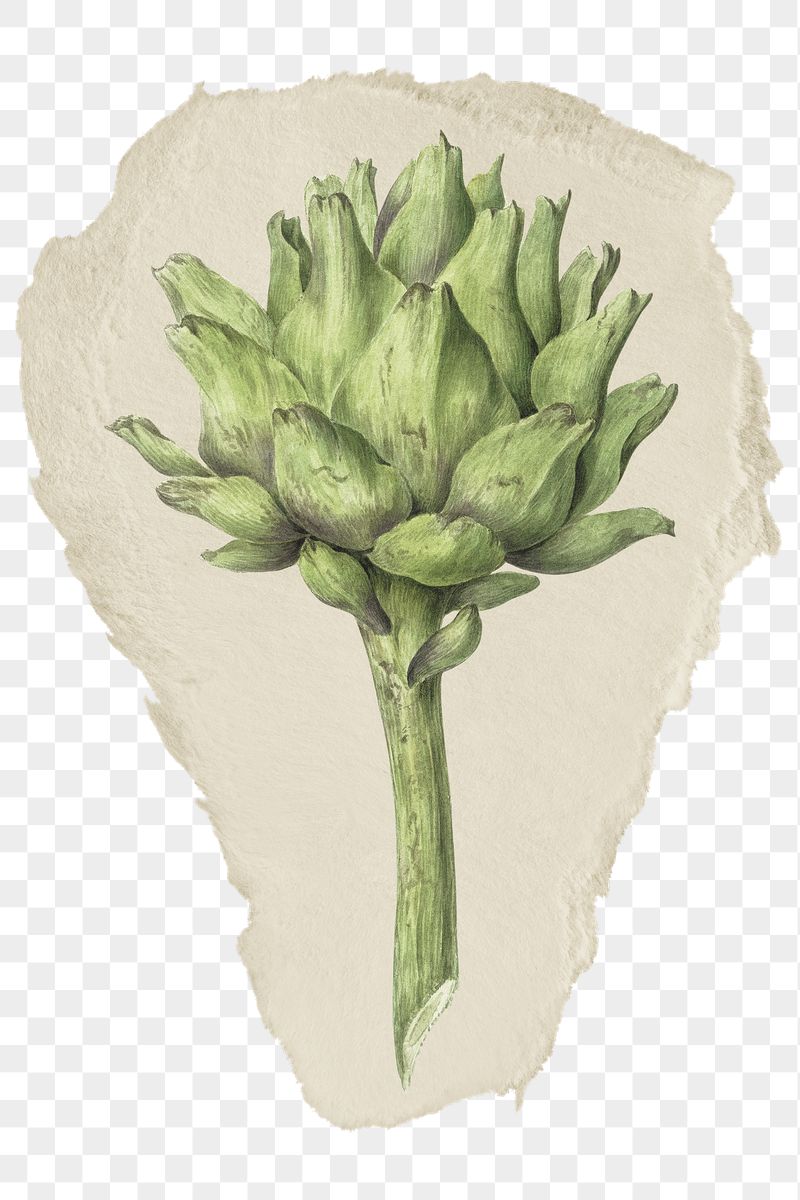 Png artichoke sticker, vintage illustration | Free PNG - rawpixel