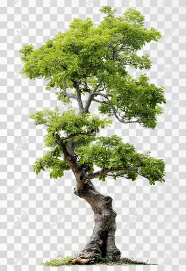 PNG Artistic Turnaround Tree on White Background PNG Artistic Turnaround Tree on White Background