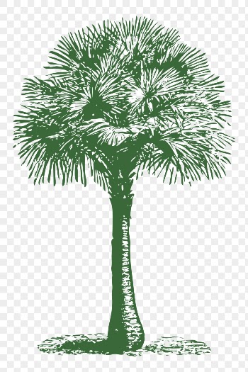 Png Australian fan palm sticker, | Free PNG - rawpixel