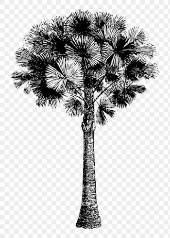 Png Australian pine tree drawing, | Free PNG - rawpixel