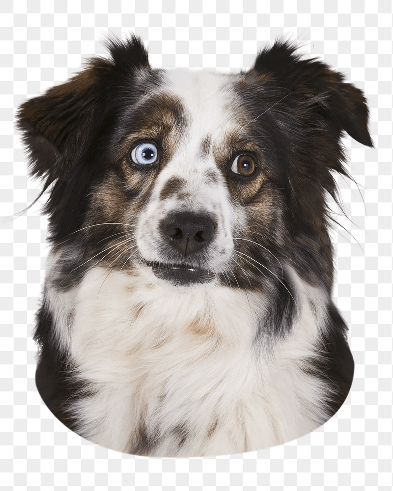Png Australian shepherd dog sticker, | Free PNG - rawpixel
