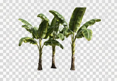 PNG Banana Plant in Research Center, Bright Sky, Muddy Ground, Abundant Leaves