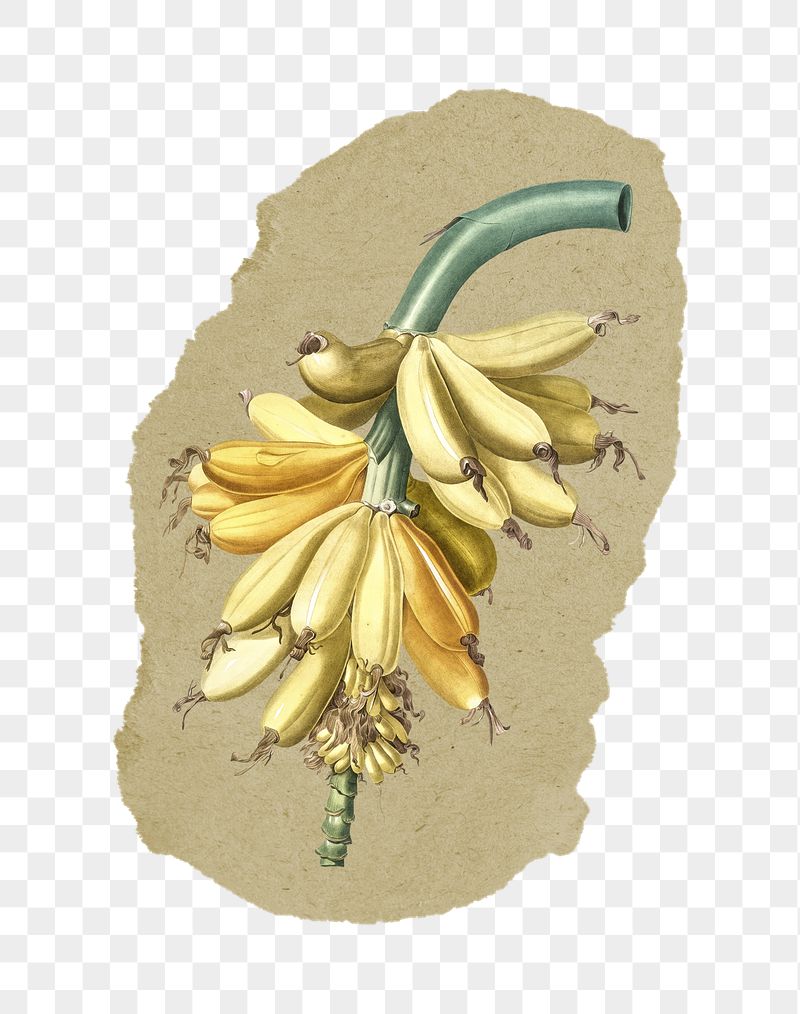 Png banana sticker, Redoute's vintage | Free PNG - rawpixel