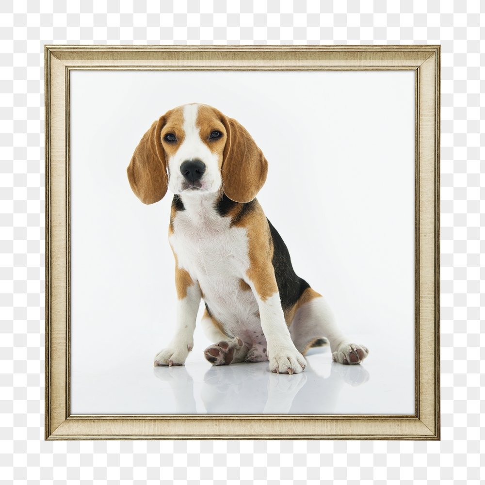 Png beagle dog framed sticker, | Free PNG - rawpixel