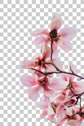 PNG Beautiful Blooming Pink Magnolia Flowers