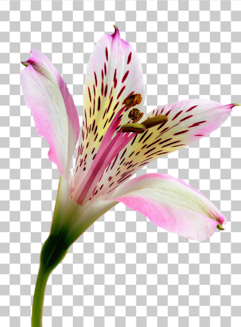 PNG Beautiful Pink Alstroemeria Flower