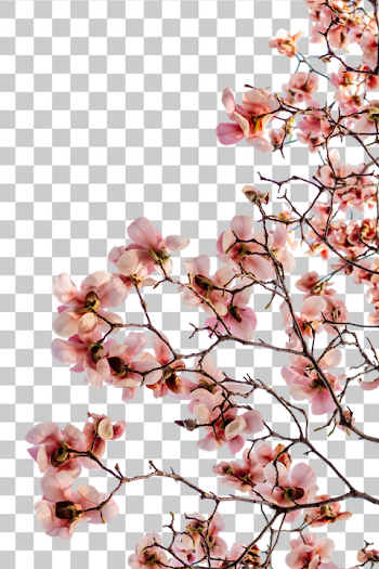 PNG Beautiful Pink Orchid Branch