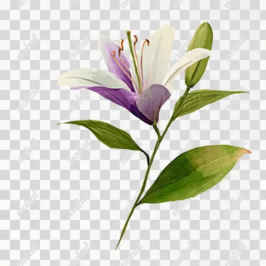 PNG Beautiful White Lily with Subtle Lavender Petals PNG Beautiful White Lily with Subtle Lavender Petals