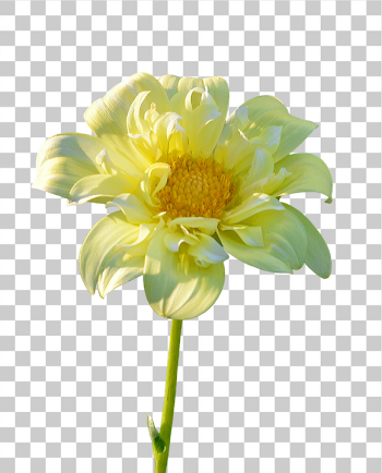 PNG Beautiful Yellow Flower with Delicate Petals