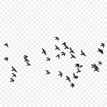 Png Bird Euclidean Vector Feige Flocks Of Birds Flying | SOIDERGI