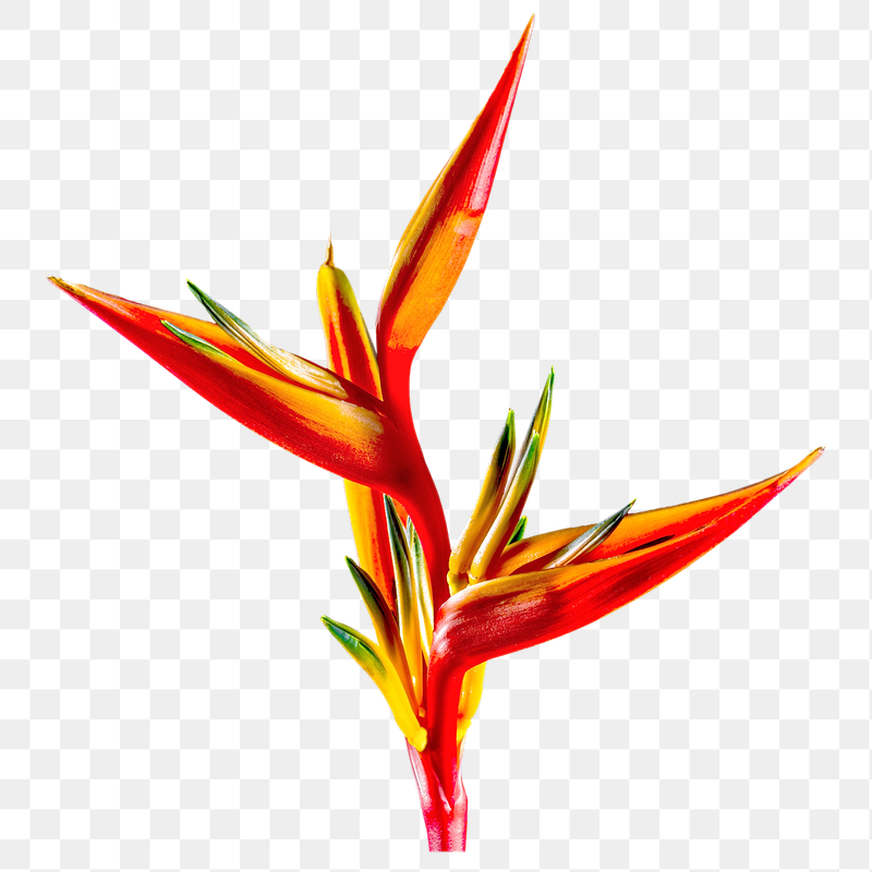 Png Bird of paradise flower | Free PNG - rawpixel