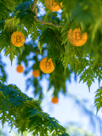 PNG Bitcoin Tree With Golden Coins