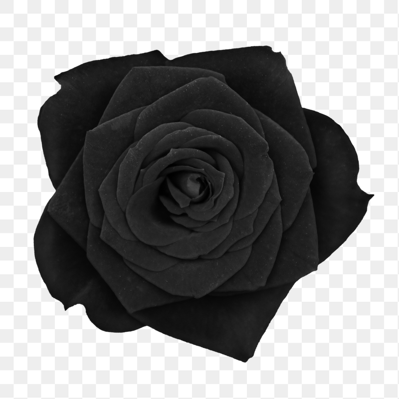 Png black rose flower sticker, | Free PNG - rawpixel