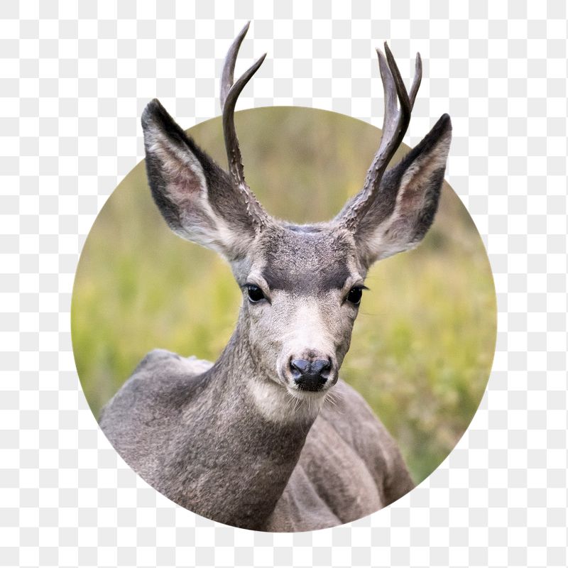 Png black tailed deer sticker, | Free PNG - rawpixel