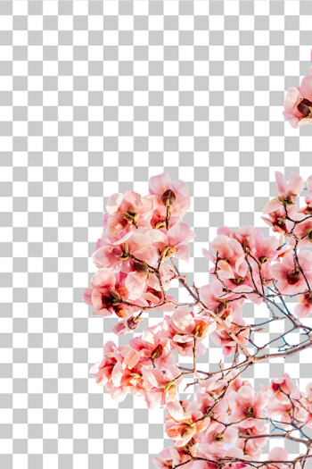 PNG Blooming Cherry Blossom Branch