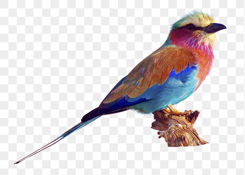 Png blue jay bird sticker, | Free PNG - rawpixel