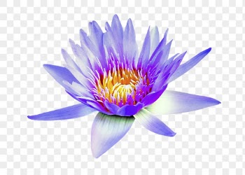 PNG blue water lily, flower | Free PNG - rawpixel