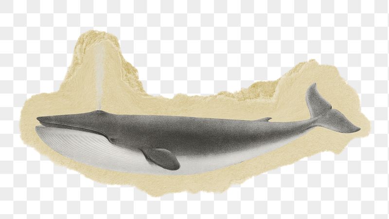 Png blue whale illustration sticker, | Free PNG - rawpixel